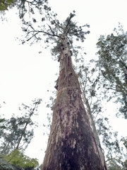 Eucalyptus regnans