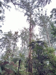 Eucalyptus regnans