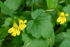 Erythranthe dentata