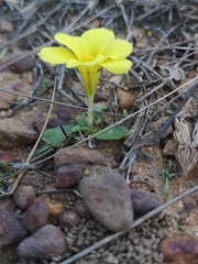 Moraea galaxia