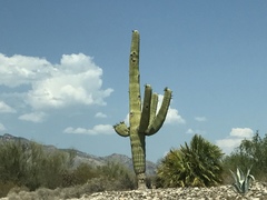 Carnegiea gigantea