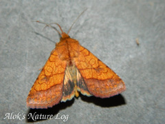 Pyrrhia umbra