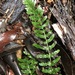 Small Rasp Fern - Photo (c) Greg Tasney, some rights reserved (CC BY-SA), uploaded by Greg Tasney