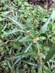 Alternanthera denticulata