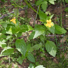 Erythranthe dentata