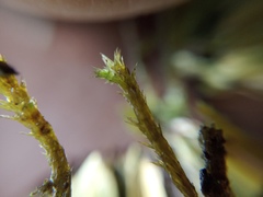 Glyphothecium sciuroides