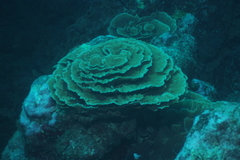 Leptoseris yabei