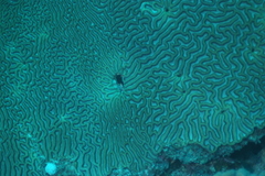 Lobophyllia recta