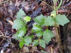 Alchornea ilicifolia