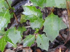 Alchornea ilicifolia