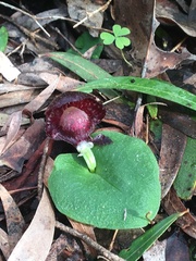 Corybas recurvus