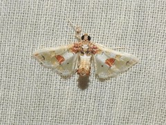 Leucinodes orbonalis