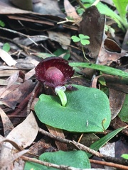 Corybas recurvus