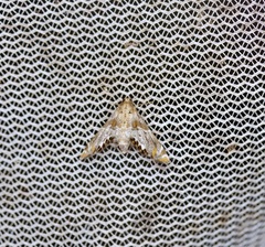 Petrophila jaliscalis