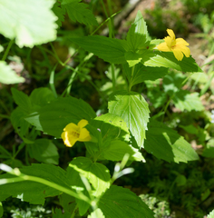 Erythranthe dentata