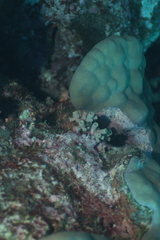 Cladopsammia gracilis