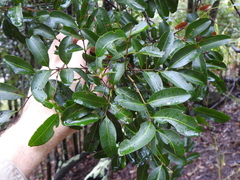 Cupaniopsis parvifolia