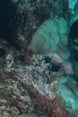 Cladopsammia gracilis