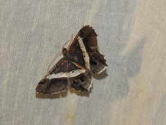 Chiasmia nora