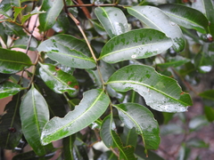 Cupaniopsis parvifolia