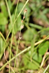 Carex divulsa divulsa