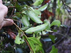 Cupaniopsis parvifolia