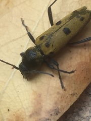 Chlorophorus glabromaculatus