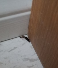 Euborellia annulipes