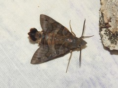 Macroglossum assimilis