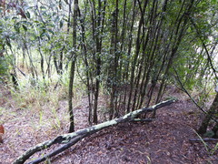 Cupaniopsis parvifolia