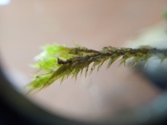 Glyphothecium sciuroides