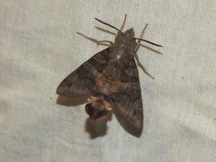 Macroglossum assimilis