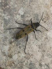 Chlorophorus glabromaculatus