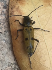 Chlorophorus glabromaculatus