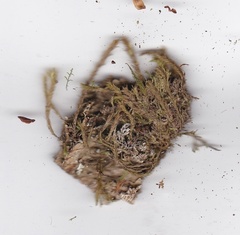 Glyphothecium sciuroides