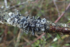 Coccocarpia erythroxyli