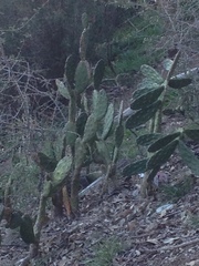 Opuntia elata