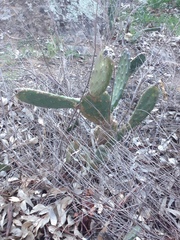 Opuntia elata