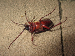 Prionus insularis tetanicus