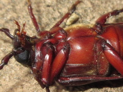 Prionus insularis tetanicus