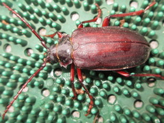 Prionus insularis tetanicus