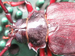 Prionus insularis tetanicus