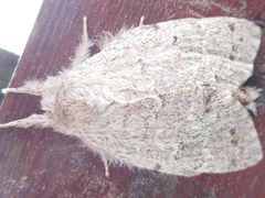 Cnethodonta grisescens