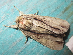 Shaka atrovittatus
