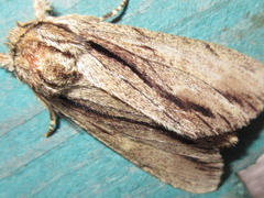 Shaka atrovittatus