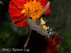 Macroglossum nycteris