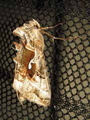 Autographa pseudogamma