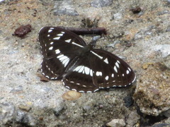 Limenitis helmanni