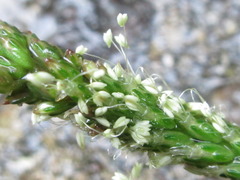 Plantago asiatica