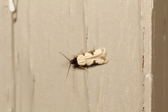 Taygete decemmaculella